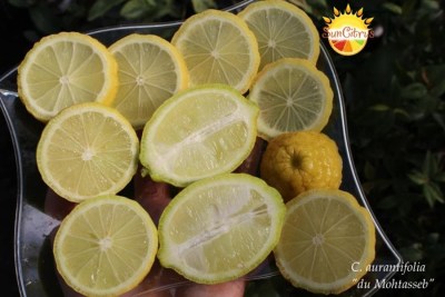 C. aurantifolia du Mohtasseb 1 - 